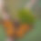 Thumbnail: Carolina Silverbell, Halesia carolina