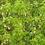 Thumbnail: Bladdernut, Staphylea trifolia