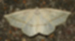Thumbnail: Goldenrod, Zigzag, Solidago flexicaulis