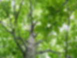 Beech, American, Fagus grandifolia