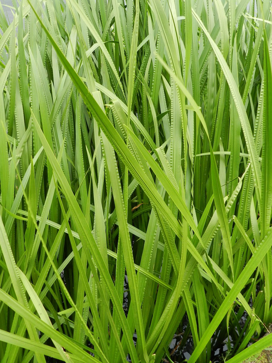 Thumbnail: Sweet Flag, Acorus americanus
