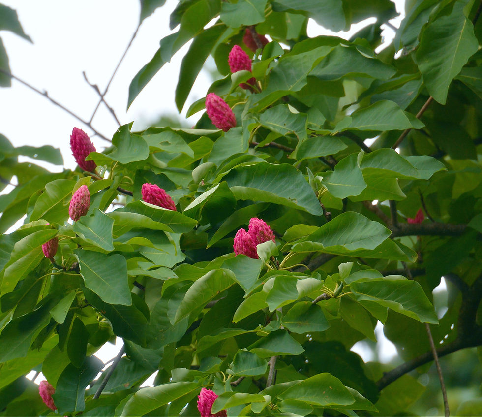 Thumbnail: Magnolia, Umbrella, Magnolia tripetala