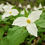 Thumbnail: Trillium, Great White, Trillium grandiflorum