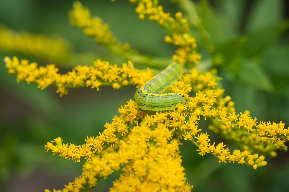 Thumbnail: Goldenrod, Riddell's, Oligoneuron riddellii
