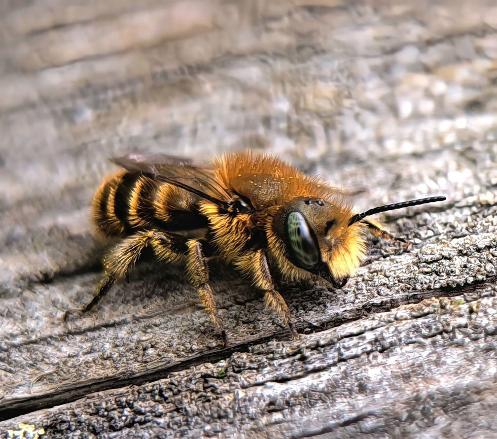 Raising Mason and Leafcutter Bees at Home with David Marsolo