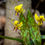 Thumbnail: Trout Lily, Yellow, Erythronium americanum