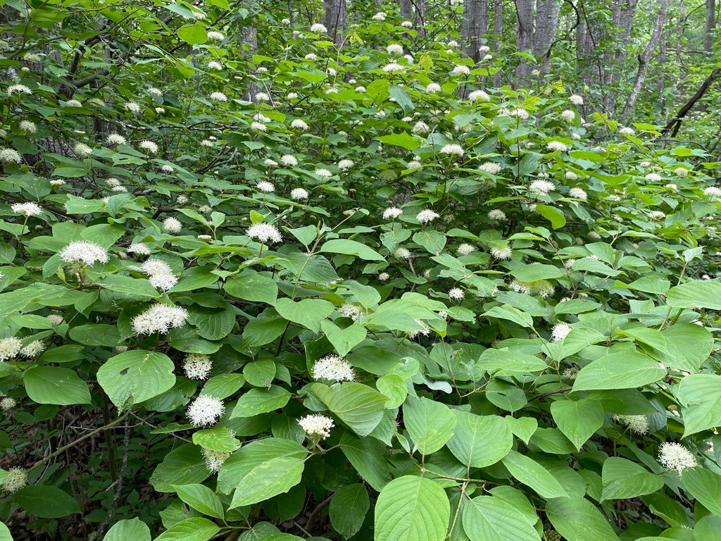 Dogwood, Roundleaf, Cornus rugosa
