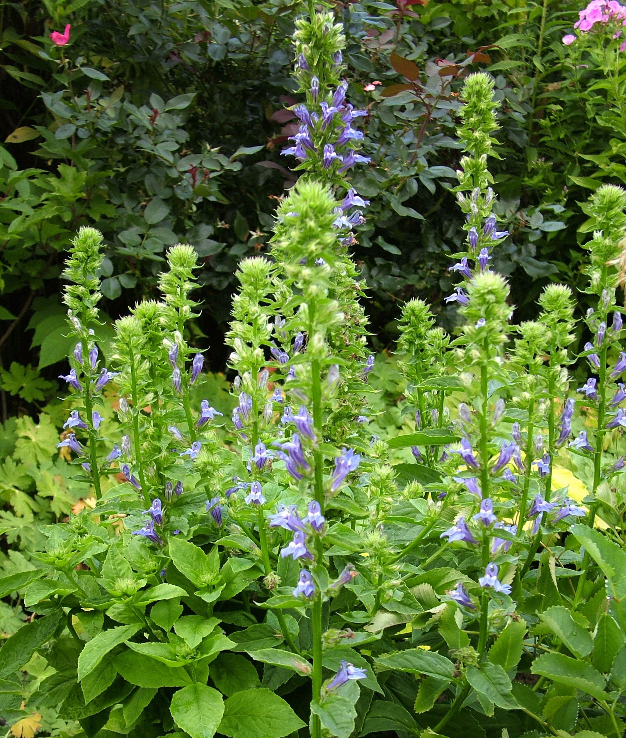 Lobelia, Great Blue, Lobelia siphilitica