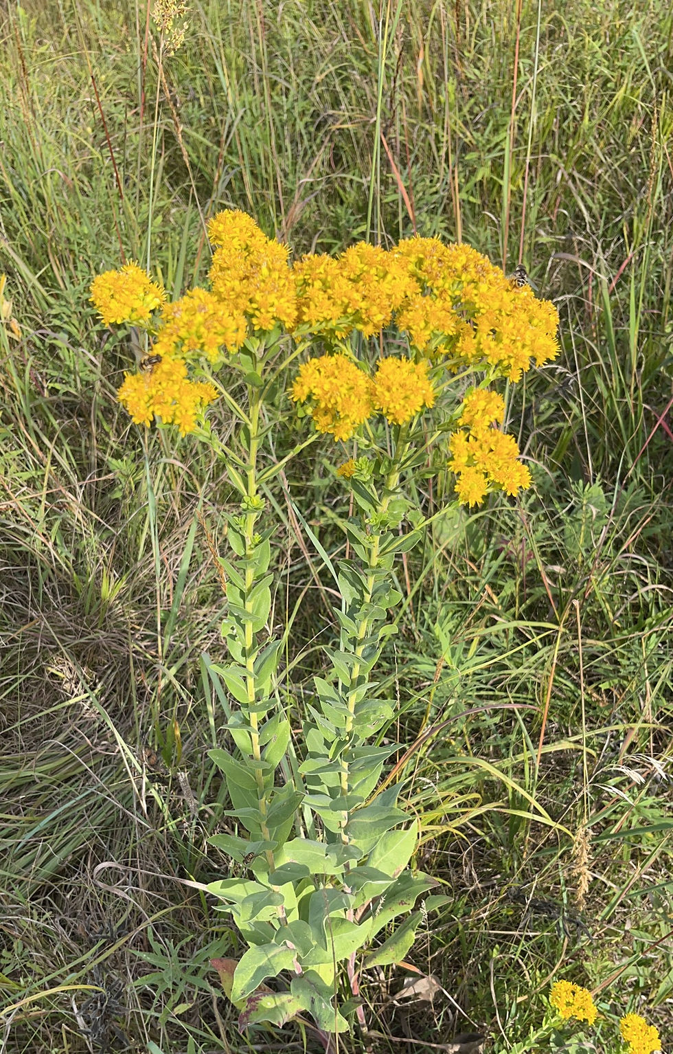 Solidago Rigida Goldenrod, Stiff-Leaved, Solidago rigida | Leaves for Wildlife