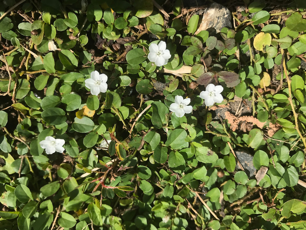 Thumbnail: Arbutus, Trailing, Epigaea repens