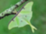 Thumbnail: Hickory, Mockernut, Carya tomentosa