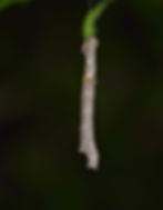 Thumbnail: Raspberry, Purple-Flowering, Rubus odoratus