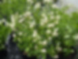 Tea, New Jersey, Ceanothus americanus