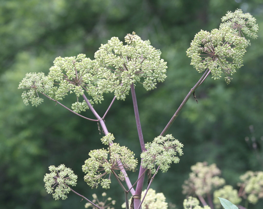 Angelica, Great, Angelica atropurpurea