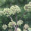Thumbnail: Angelica, Great, Angelica atropurpurea