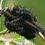 Thumbnail: Birch, Sweet, Betula lenta