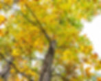 Thumbnail: Pecan, Northern, Carya illinoinensis
