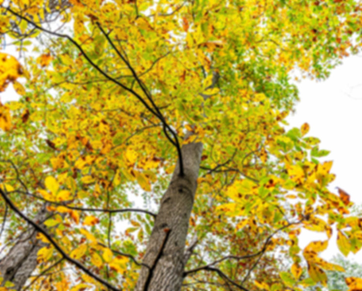 Pecan, Northern, Carya illinoinensis