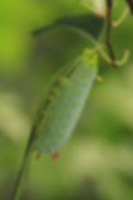 Thumbnail: Viburnum, Cranberry, Viburnum trilobum