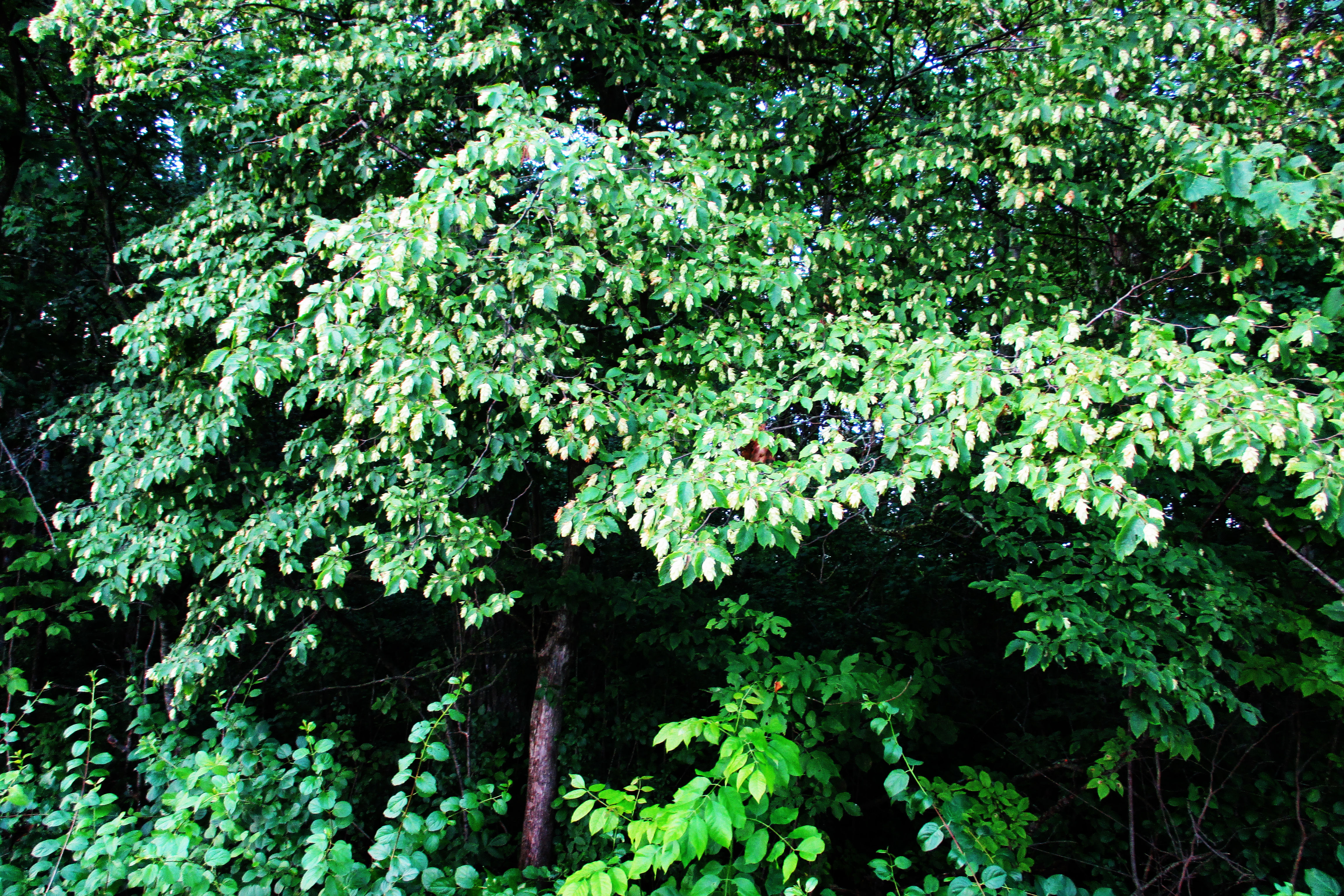 Hophornbeam, American, Ostrya virginiana