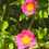 Thumbnail: Rose, Climbing Prairie, Rosa setigera