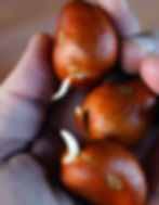 Thumbnail: Buckeye, Bottlebrush, Aesculus parviflora