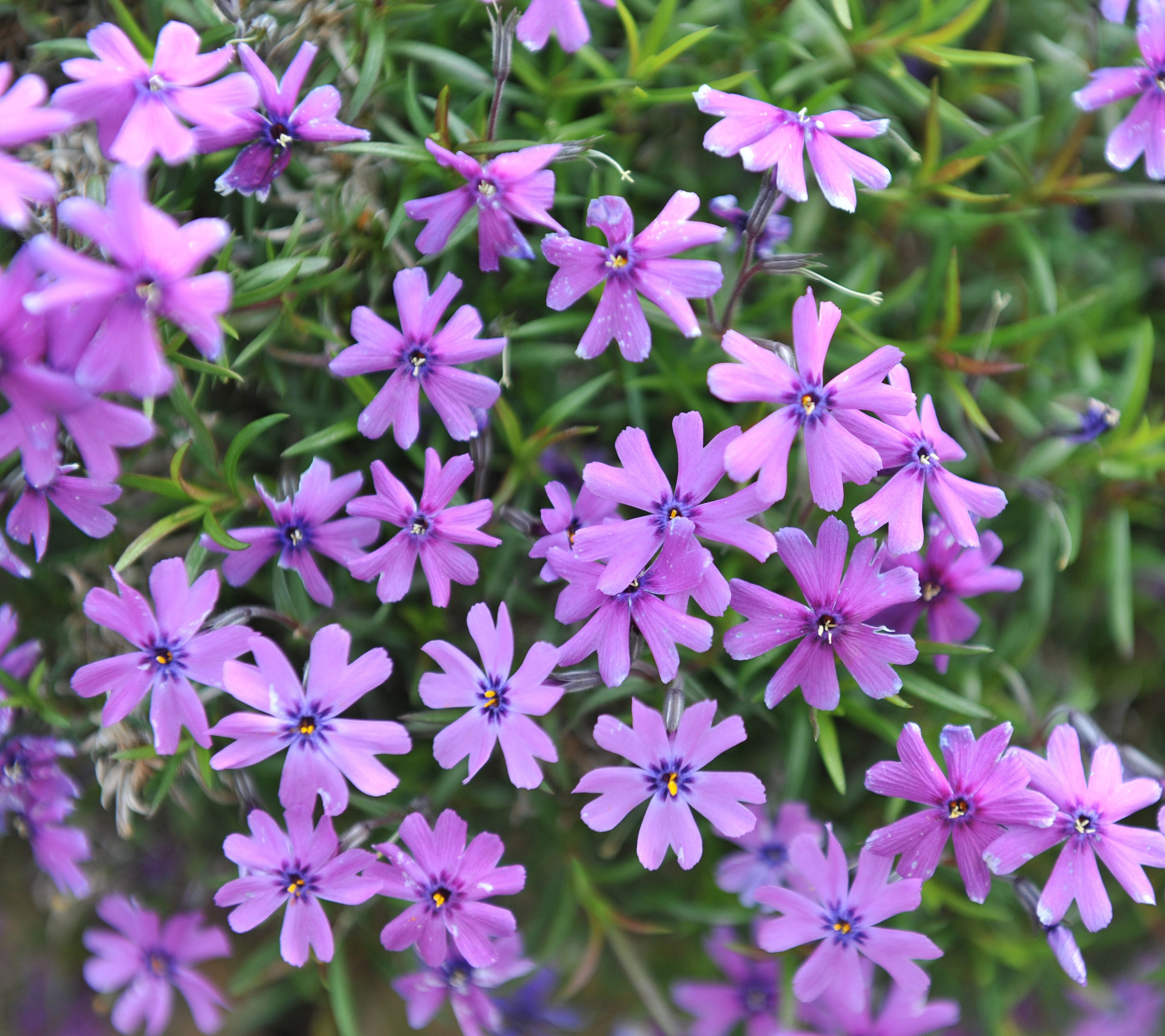 Phlox, Moss, Phlox subulata