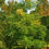 Thumbnail: Kentucky Coffeetree, Gymnocladus dioicus
