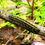 Thumbnail: Joe-Pye Weed, Hollow, Eutrochium fistulosum