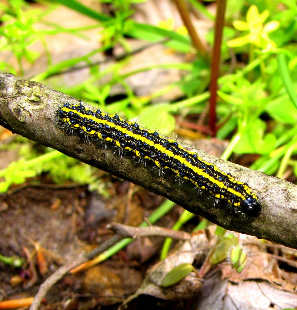 Thumbnail: Joe-Pye, Spotted, Eutrochium maculatum
