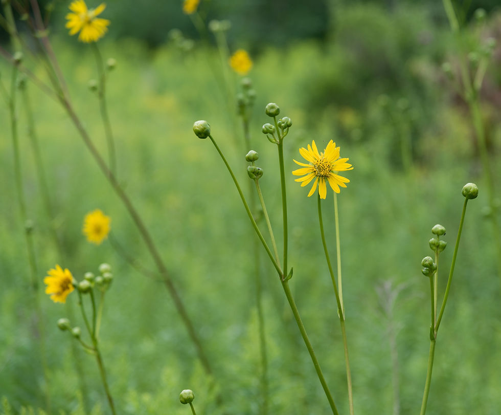 Dock, Prairie, Silphium terebinthinaceum