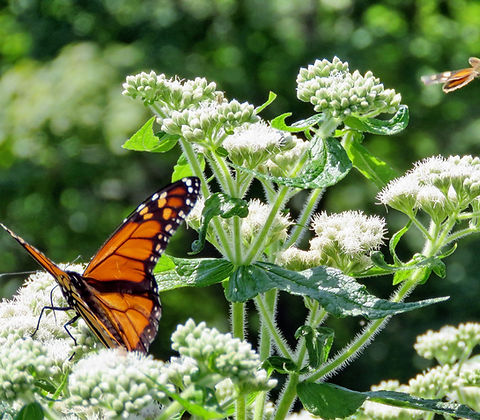 Snakeroot, White, Ageratina altissima | Leaves for Wildlife