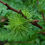Thumbnail: Sweetfern, Comptonia peregrina
