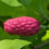 Thumbnail: Magnolia, Umbrella, Magnolia tripetala