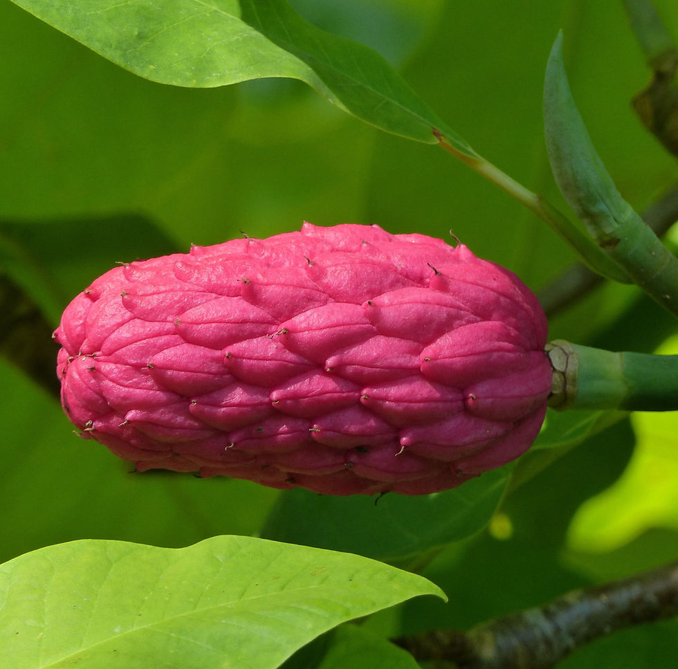 Thumbnail: Magnolia, Umbrella, Magnolia tripetala
