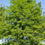Thumbnail: Bald Cypress, Taxodium distichum