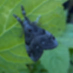 Thumbnail: Kentucky Coffeetree, Gymnocladus dioicus 