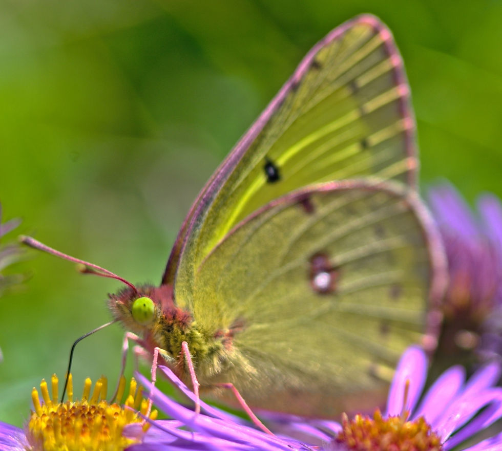 Thumbnail: Blueberry, Velvetleaf, Vaccinium myrtilloides