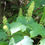 Thumbnail: Maple, Mountain, Acer spicatum