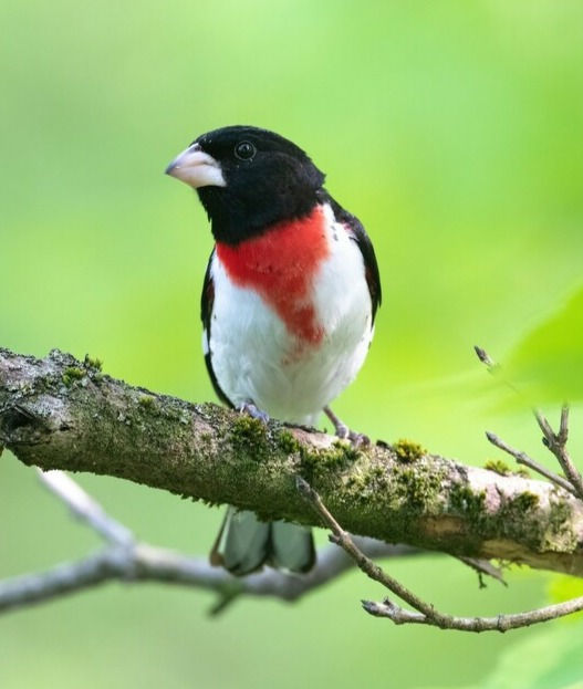 Thumbnail: Hemlock, Eastern, Tsuga Canadensis