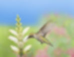 Thumbnail: Turtlehead, White, Chelone glabra