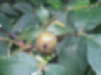 Thumbnail: Hickory, Mockernut, Carya tomentosa