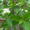 Thumbnail: Dogwood, Red Osier Cornus sericea