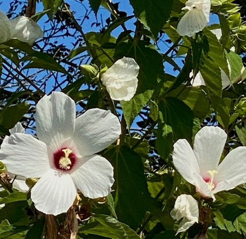 Hibscus, Hardy, Hibiscus moscheutos | Leaves for Wildlife