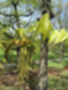 Thumbnail: Hickory, Mockernut, Carya tomentosa