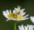 Thumbnail: Goldenrod, Showy, Solidago speciosa