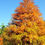 Thumbnail: Bald Cypress, Taxodium distichum