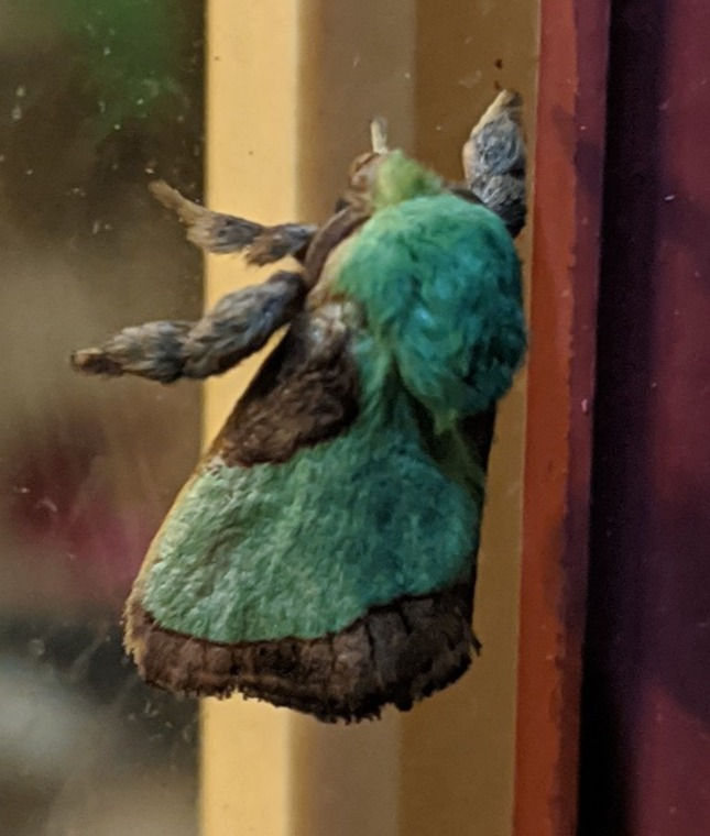 Thumbnail: Pawpaw, Asimina triloba
