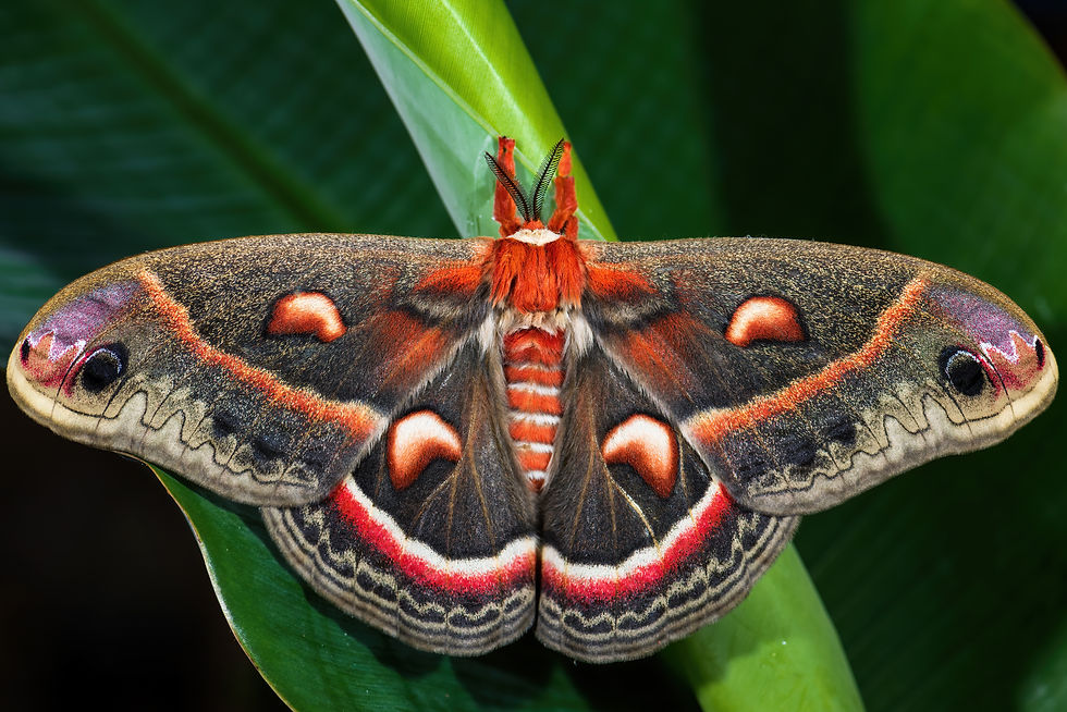 Thumbnail: Wahoo, Eastern, Euonymus atropurpureus