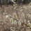Thumbnail: Willow, Pussy, Salix discolor